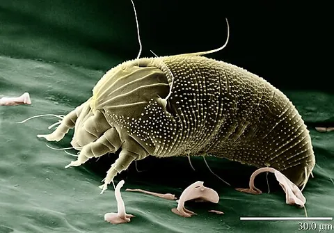 mite: any of many minute arachnids which, along with the ticks, comprise subclass Acari (syn. Acarina)