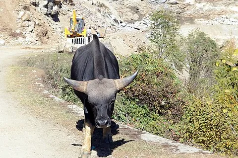 mithun: bos frontalis, a Southern Asiatic species of wild cattle