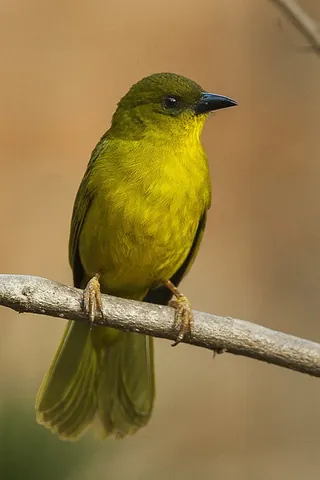 mitrospingid tanager: any passerine bird of the family Mitrospingidae