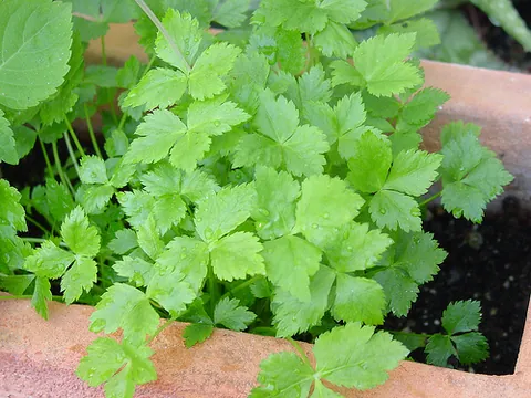 mitsuba: an East Asian herb grown, especially in Japan, for its flavorful leaves, Cryptotaenia japonica