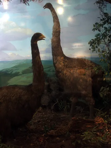 moa: any of several species of large, extinct, flightless birds of the family Dinornithidae that were...