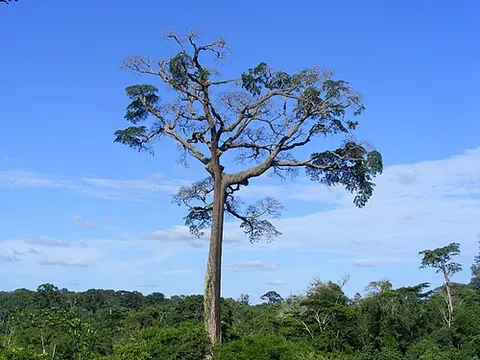 moabi: a tree of species Baillonella toxisperma, found throughout subtropical forests of Africa, used for...