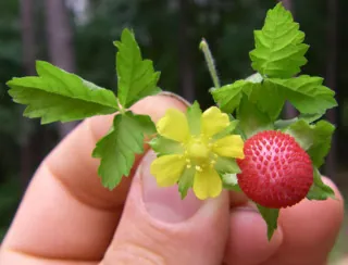 mock strawberry: the ornamental plant Potentilla indica and its fruit, resembling the strawberry and of the same...