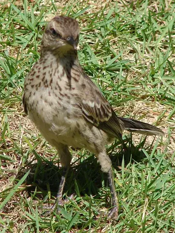 mockingbird: any of various long-tailed American songbirds of the genera Mimus and Melanotis, noted for their...