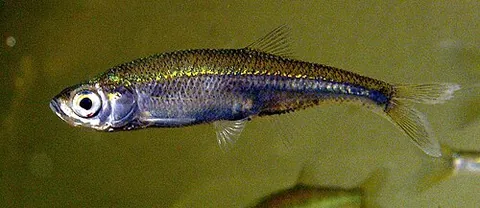 moderlieschen: leucaspius delineatus, a species of freshwater fish found throughout temperate continental Europe