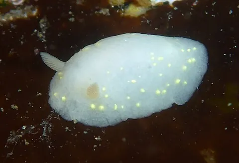 modest cadlina: a species of dorid nudibranch, a sea slug of species Cadlina modesta, reported from Point Lena,...