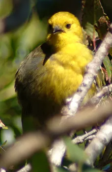 mohua: mohoua ochrocephala, a small insectivorous passerine bird endemic to the South Island of New Zealand