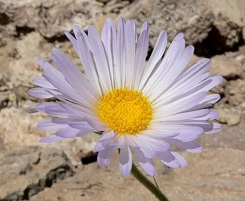 mojave-aster: xylorhiza tortifolia, a species of woodyaster plant
