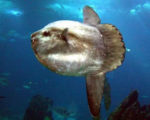 mola: a sunfish, Mola mola