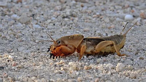 mole cricket: any of various large insects from the family Gryllotalpidae that burrow into moist soil and feed on...