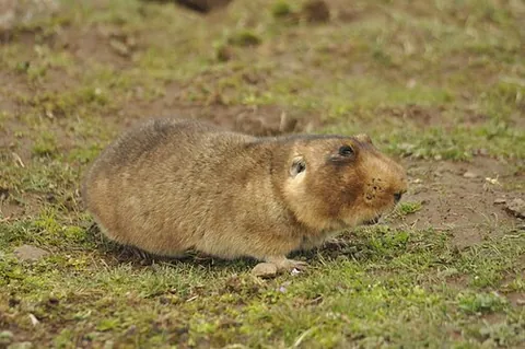 mole-rat: any of the family Bathyergidae of burrowing rodents