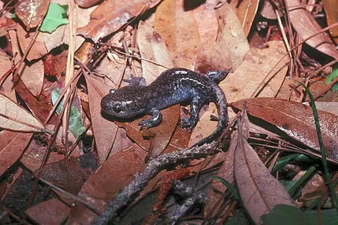 mole salamander: a member of the salamander genus Ambystoma, especially Ambystoma talpoideum