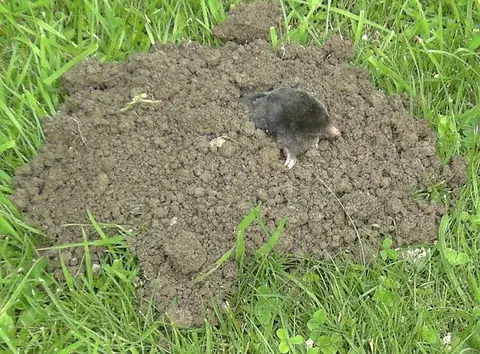 molehill: a small mound of earth created by a mole's burrowing underneath the surface of the ground