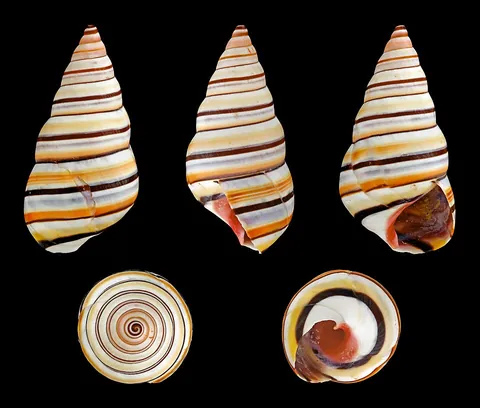 mollusc: a soft-bodied invertebrate of the phylum Mollusca, typically with a hard shell of one or more pieces