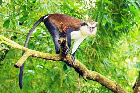mona: cercopithecus mona, a West African monkey