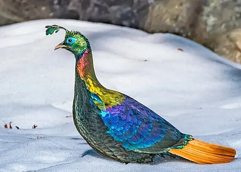 monal: any of three species of pheasant in the genus Lophophorus