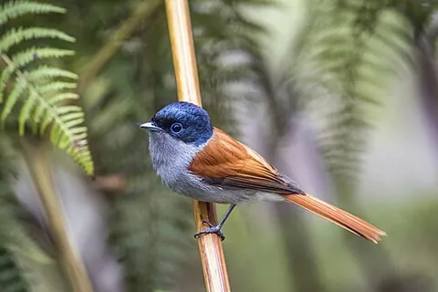 monarch flycatcher: any oscine passerine bird of the family Monarchidae, of Africa, Asia, and Australasia