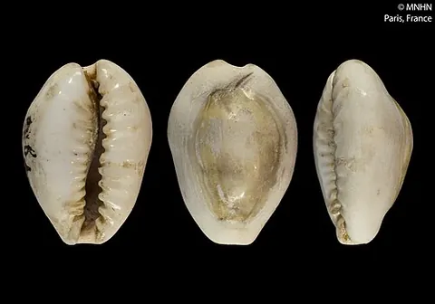 money cowry: a mollusc of the species Monetaria moneta (syn. Cypraea moneta), the shells of which were formerly...
