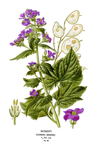 money-in-both-pockets: a flowering plant of species Lunaria annua