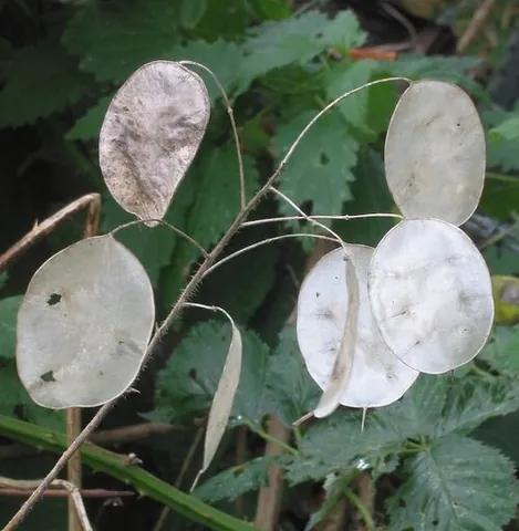 money plant: annual honesty (Lunaria annua), a herbaceous biennial plant grown for its attractive spring...