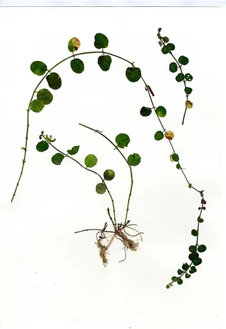 moneywort: a prostrate perennial of species, Lysimachia nummularia, native to Europe, having yellow flowers
