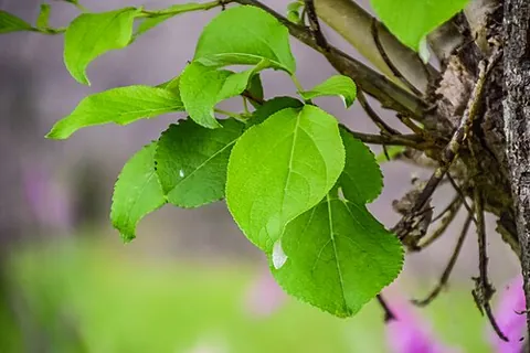 mongolian poplar: populus suaveolens, a species of poplar found in Mongolia, Korea, and Japan