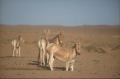 mongolian wild ass: equus hemionus hemionus, a subspecies of the onager, found in Mongolia and northern China