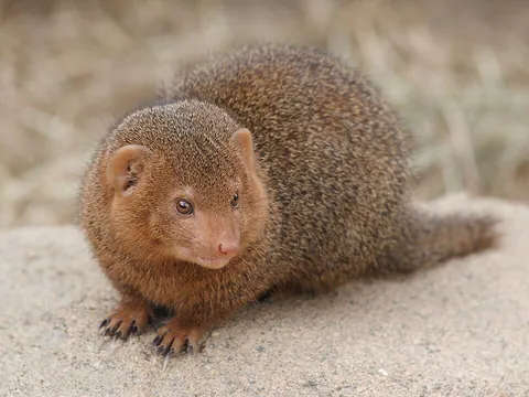 mongoose: any of several species of generalist predatory carnivores in the family Herpestidae; the various...