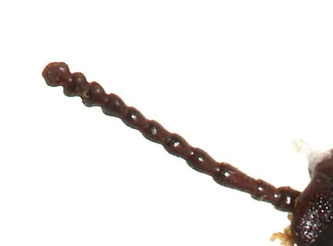 moniliform: having a form resembling a string of beads, where the component parts or segments are more or less...