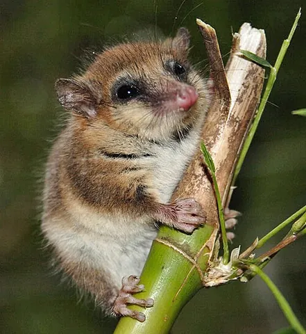 monito del monte: any of the genus Dromiciops of small marsupials, in the order Microbiotheria, native to Chile and...