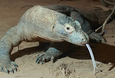 monitor lizard: any of various large carnivorous lizards of the family Varanidae, all of whose extant species are...