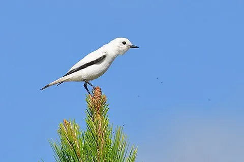 monjita: any of several birds in the genus Xolmis in the tyrant flycatcher family