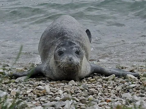 monk seal: a seal of the genus Monachus