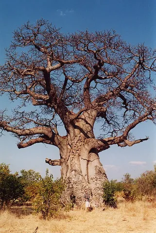 monkey bread: a type of gourd, the fruit of a baobab tree (Adansonia digitata), eaten by monkeys