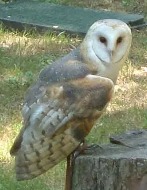 monkey-faced owl: a barn owl, Tyto alba
