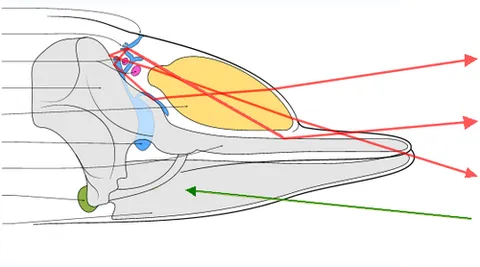 monkey lips: an anatomical structure in the heads of certain cetaceans involved in the production of clicks and...