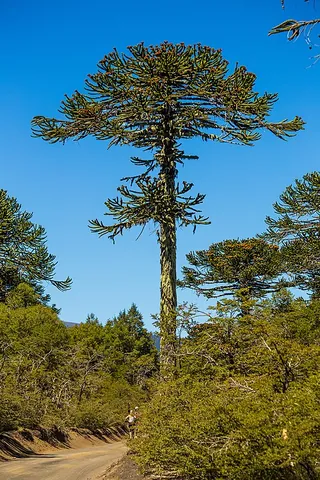 monkey puzzle tree: a monkey puzzle (tree)