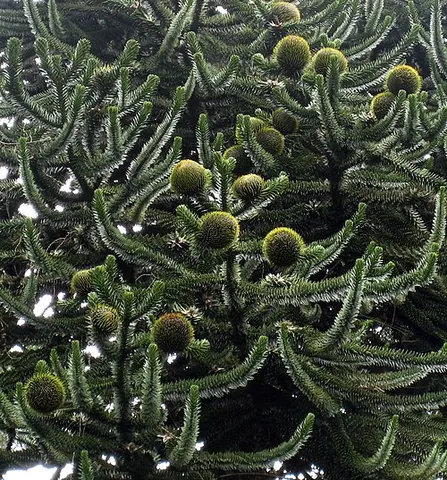 monkey puzzle: a large coniferous tree, Araucaria araucana, native to Chile