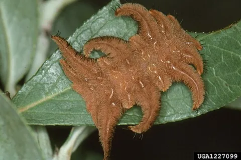 monkey slug: the larva of the hag moth