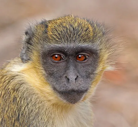 monkey: a member of the clade Simiiformes other than those in the clade Hominoidea containing apes,...