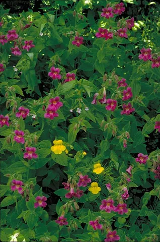 monkeyflower: any of various plants in the genus Mimulus