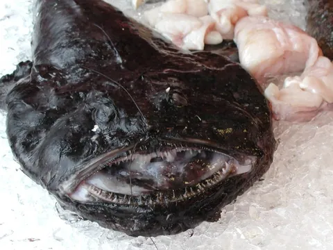 monkfish: any large bottom-dwelling anglerfish of the genus Lophius, such as Lophius piscatorius, of the...