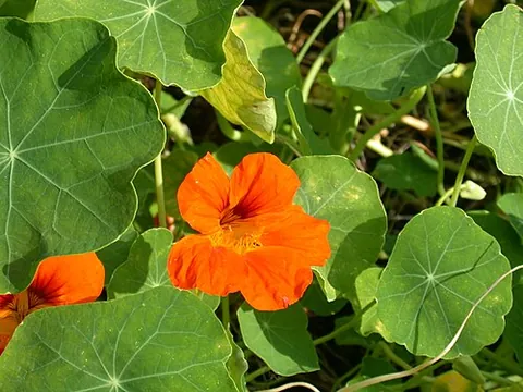 monks cress: garden nasturtium (Tropaeolum majus)
