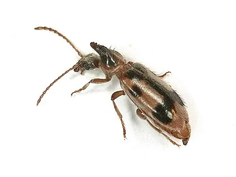 monoceros beetle: any anthicid beetle of the species Notoxus monoceros, that have a prominent projection jutting out...