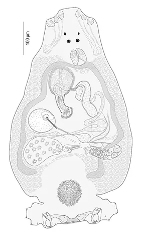 monogenean: any of the many trematode flatworms of the class Monogenea, mostly ectoparasites on fish
