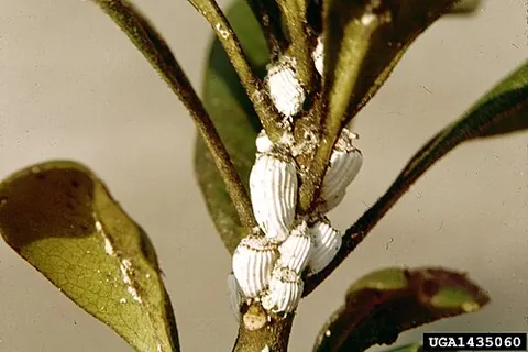 monophlebid: any scale insect in the family Monophlebidae