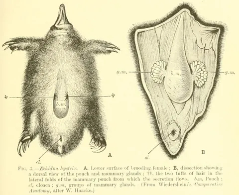 monotreme: any of the order Monotremata of mammals that lay eggs and have single orifices for urogenital and...