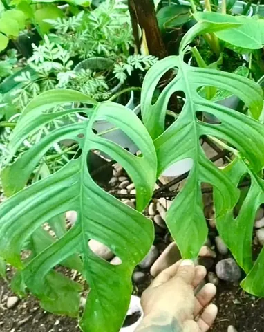 monstera: any of the plants of the genus Monstera, known for their holey leaves