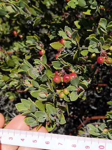 montara manzanita: arctostaphylos montaraensis, an endangered species of shrub native to California
