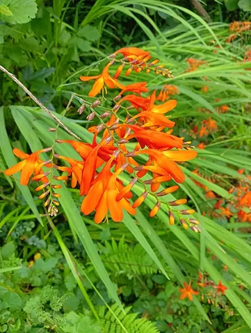 montbretia: any plant of the genus Crocosmia (once called Montbretia), especially the garden hybrid Crocosmia ×...